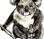 Рисунки животных - Медведь Коала