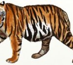 Рисунки животных - Тигр