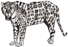 Рисунки животных - Ягуар