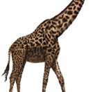 Рисунки животных - Жираф